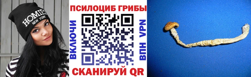 KRAKEN Никольское Псилоцибиновые грибы MAGIC MUSHROOMS
